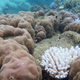The snowy white branching coral front-and-center of this image is severely bleached, while the boulder corals around it have experienced minimal bleaching.